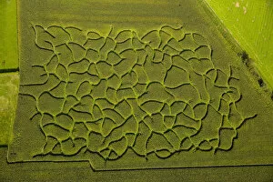Images Dated 16th September 2014: Aerial view, maze in a maize field near Bad Sassendorf, North Rhine-Westphalia, Germany
