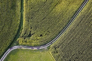 Aerial view, path through fields in Chiemgau, Upper Bavaria, Bavaria, Germany, Europe