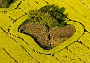 Images Dated 29th April 2014: Aerial view, rape field, copse in a field, near Gustrow, Gutow, Mecklenburg-Western Pomerania
