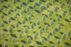 Images Dated 30th June 2009: Aerial view of trees
