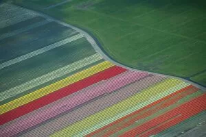 Netherlands Gallery: Aerial view of tulip fields in the Netherlands