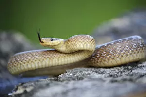 Aesculapian Snake -Zamenis longissimus-, darting its tongue, on stone, lambent, Pleven region, Bulgaria
