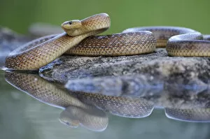 Bulgaria Gallery: Aesculapian Snake -Zamenis longissimus- at waters edge, reflection, Pleven region, Bulgaria