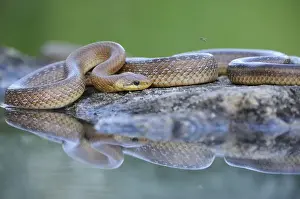 Colubrid Prints: Aesculapian Snake -Zamenis longissimus- at waters edge
