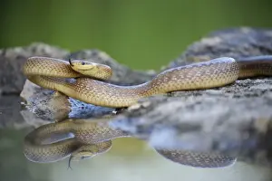 Colubrid Prints: Aesculapian Snake -Zamenis longissimus- at waters edge