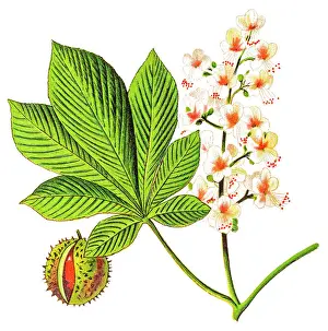 Aesculus hippocastanum, commonly known as horse-chestnut or conker tree