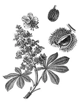 Fruit Gallery: Aesculus hippocastanum (horse-chestnut, conker tree)