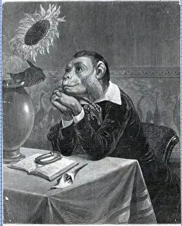 Lily Prints: The Aesthetic Monkey