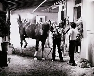 Affirmed Being Brought from His Stall