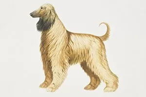 Afghan Hound (canis familiaris), side view