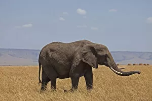 africa, african bush elephant, african elephant, animal themes, animals in the wild