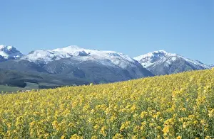 Canola Prints: Africa, Agriculture, Beauty In Nature, Canola, Clear Sky, Color Image, Crop, Day