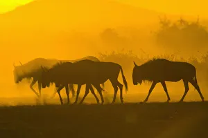Images Dated 26th September 2006: africa, animal behavior, animal themes, animals in the wild, antelope, backlit, beauty in nature