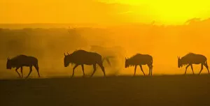 Images Dated 26th September 2006: africa, animal behavior, animal themes, animals in the wild, antelope, backlit, beauty in nature