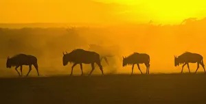 Images Dated 26th September 2006: africa, animal behavior, animal themes, animals in the wild, antelope, backlit, beauty in nature