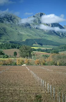 Africa, Autumn, Boland, Cape Winelands, Color Image, Day, District, Fence, Field