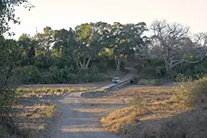 Dirt Road Prints: Africa, Bare Tree, Bridge, Car, Color Image, Crossing, Day, Dirt Road, Generic Location