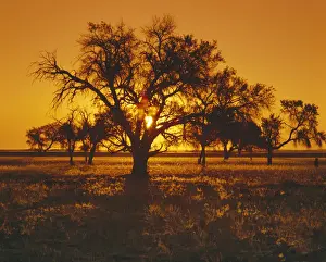 Knob Prints: Africa, Clear Sky, Color Image, Dusk, Grass, Horizon, Horizontal, Knob Thorn, Landscape
