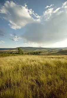 Horizon Over Land Prints: Africa, Cloud, Color Image, Day, Dry, Field, Grass, Horizon Over Land, KwaZulu-Natal