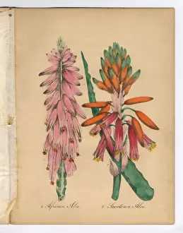 Body Care Prints: African Aloe and Aloe Victorian Botanical Illustration