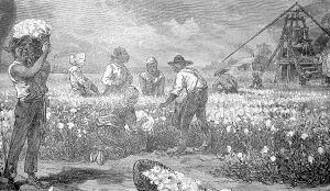 Cotton Prints: African American Slaves Picking Cotton