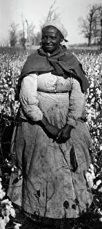 Cotton Plant Prints: African American Woman in Cotton Field