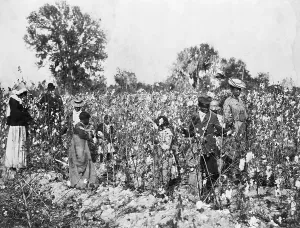 Cotton Prints: African Americans In The Cotton Field