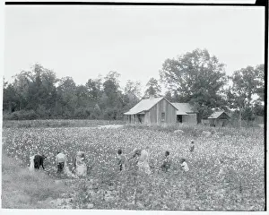 Cotton Prints: African Americans Cotton Pickers on Plantation