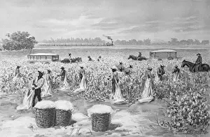 African-Americans Picking Cotton