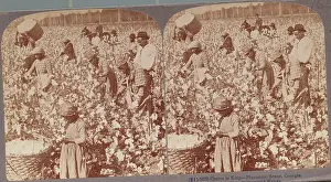 Endurance Prints: African Americans at Work in Cotton Field