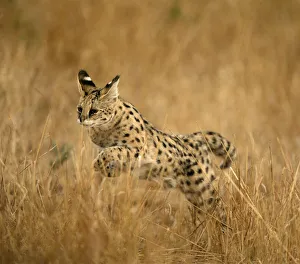 African Animal, Animal Themes, Animal life, Animals In The Wild, Fauna, Field, Grass African Animal, Animal Themes, Animal life, Animals In The Wild, Fauna, Field, Grass
