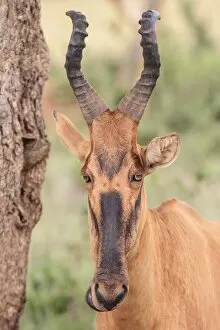 Images Dated 15th November 2014: african, animal portrait, antilopinae, cropped, exterior views, head shots, lelwel hartebeest