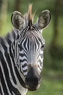 Cropped Gallery: african, animal portrait, cropped, equus quagga, exterior views, head shots, lake