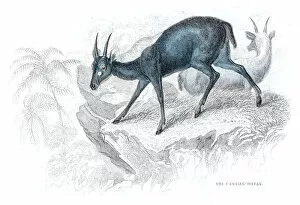 Images Dated 25th May 2017: African antelope lithograph 1884