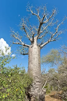 Images Dated 25th May 2013: African Baobab -Adansonia digitata-, Andohahela National Park, near Fort-Dauphin or Tolagnaro