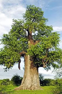 Salt Prints: African Baobab (Adansonia digitata)