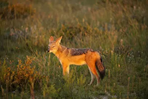 Images Dated 29th March 2011: African Black-backed Jackal (Canis mesomelas) at Sunrise in Etosha National Park, Namibia