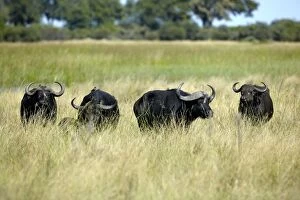 Images Dated 2nd May 2009: African buffalo, affalo or cape buffalo -Syncerus caffer-, Okavango Delta, Botswana, Africa