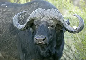 African buffalo, affalo or cape buffalo -Syncerus caffer-, Okavango Delta, Botswana, Africa