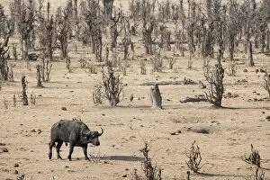 Images Dated 2nd October 2012: african buffalo, animal, animal themes, barren, beauty in nature, color image, colour image
