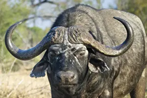 African Buffalo or Cape Buffalo -Syncerus caffer-, Kruger National Park, South Africa