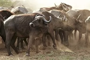 Images Dated 22nd January 2011: African Buffalo or Cape Buffalo -Syncerus caffer-, Lake Manyara National Park, Tanzania, Africa