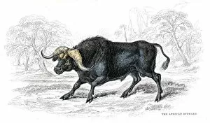 Hoofed Mammal Gallery: African buffalo lithograph 1884