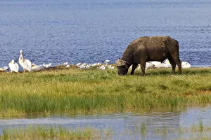 Images Dated 15th October 2011: African Buffalo -Syncerus caffer- and White Pelicans -Pelecanus onocrotalus