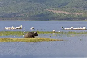 Eastern Africa Prints: African Buffalo -Syncerus caffer- and White Pelicans -Pelecanus onocrotalus