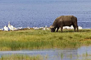 Cattle Prints: African Buffalo -Syncerus caffer- and White Pelicans -Pelecanus onocrotalus