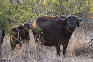 Images Dated 8th August 2007: African Buffaloes or Cape Buffaloes -Syncerus caffer-, adult and calf, Kruger National Park
