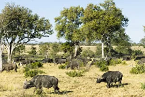 African Buffaloes or Cape Buffaloes -Syncerus caffer-, herd, Kruger National Park, South Africa