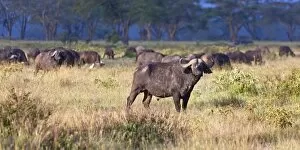 Images Dated 15th October 2011: African Buffalos -Syncerus caffer- in morning light, Lake Nakuru National Park, Kenya, East Africa
