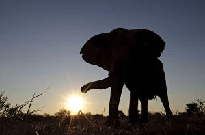 Images Dated 18th June 2009: african bush elephant, animal themes, animals in the wild, beauty in nature, botswana